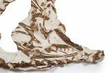 Fossil Partial Articulated Mosasaur Skeleton - Asfla, Morocco #346971-1